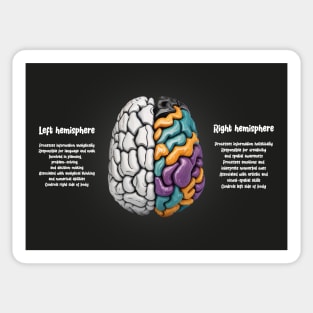 Human Brain Facts Sticker